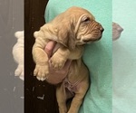 Red LM 8 - Male Bloodhound Puppy for Sale - Photo #5