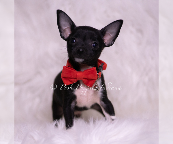 Medium Photo #4 Chihuahua Puppy For Sale in WARSAW, IN, USA