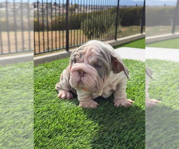Medium Photo #1 English Bulldog Puppy For Sale in LAS VEGAS, NV, USA