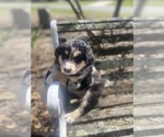 Small Photo #69 Australian Shepherd Puppy For Sale in FARMVILLE, VA, USA