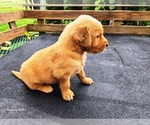 Small #3 Golden Retriever