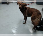 Small Labrador Retriever Mix