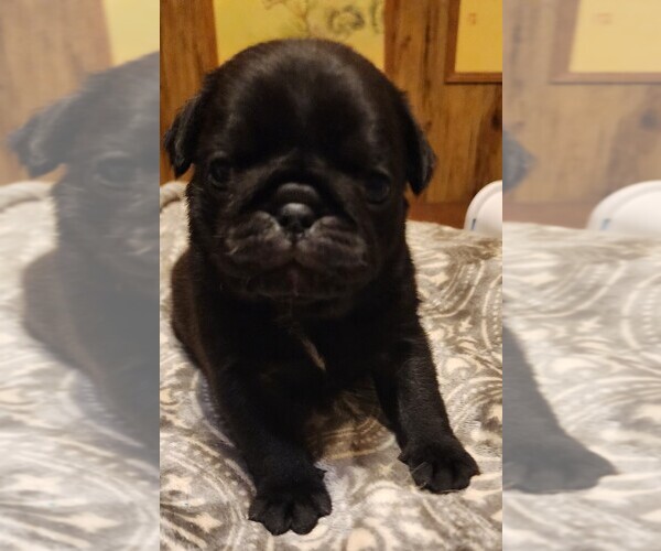 Medium Photo #4 Pug Puppy For Sale in WHITTIER, NC, USA