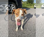 Small #5 Labrador Retriever Mix