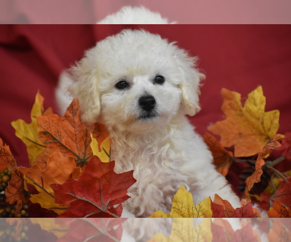 Medium Photo #2 Bichpoo Puppy For Sale in ELDORADO, OH, USA