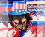 Small #5 Yorkshire Terrier