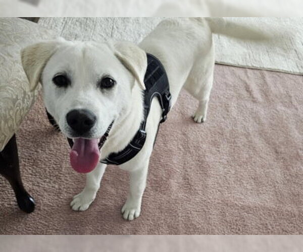 Medium Photo #4 Labrador Retriever-Unknown Mix Puppy For Sale in Ventura, CA, USA
