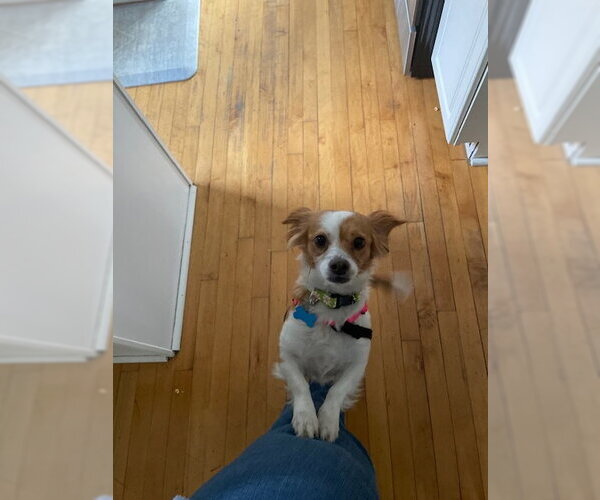 Medium Photo #4 Mutt Puppy For Sale in Plainfield, IL, USA