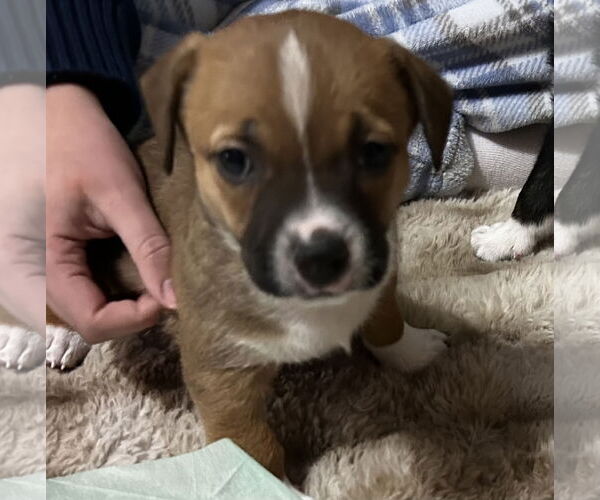 Medium Photo #1 Toy Rat Doxie Puppy For Sale in Holly Springs, NC, USA