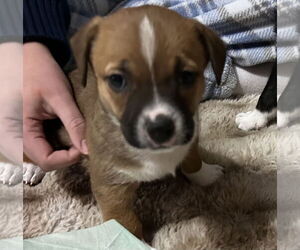 Toy Rat Doxie Dogs for adoption in Holly Springs, NC, USA