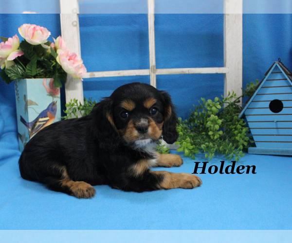 Medium Photo #18 Cavalier King Charles Spaniel Puppy For Sale in CHANUTE, KS, USA