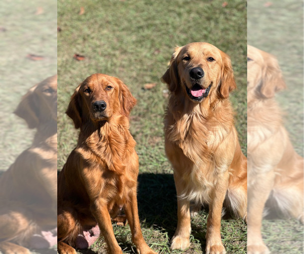 Medium Photo #1 Golden Retriever Puppy For Sale in MILTON, FL, USA
