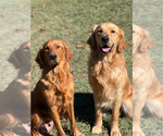 Small Photo #1 Golden Retriever Puppy For Sale in MILTON, FL, USA