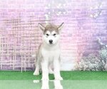 Small Photo #3 Alaskan Malamute Puppy For Sale in BEL AIR, MD, USA