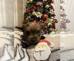 Puppy Puppy 1 Yorkshire Terrier