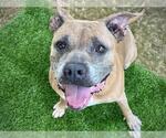 Small #1 American Staffordshire Terrier