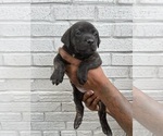 Puppy 9 American Pit Bull Terrier-Labrador Retriever Mix