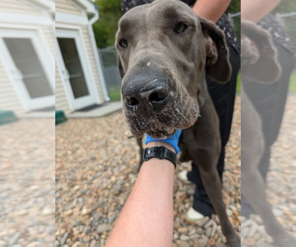 Medium Photo #1 Great Dane Puppy For Sale in Bullard, TX, USA