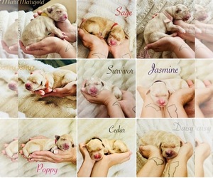 Golden Retriever Litter for sale in HAMPSTEAD, NC, USA