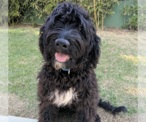 Father of the Portuguese Water Dog puppies born on 05/16/2023