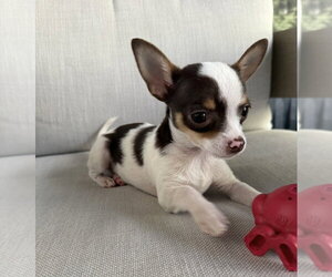 Casanova - Male Chihuahua Dog for Adoption - Photo #4