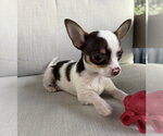 Small Photo #4 Chihuahua Puppy For Sale in Raleigh, NC, USA