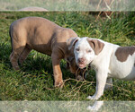 Small Photo #4 American Bully Puppy For Sale in ELLENSBURG, WA, USA