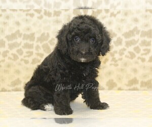 Miniature Bernedoodle Puppy for sale in DENVER, PA, USA