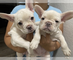 French Bulldog Puppy for Sale in SAN BERNARDINO, California USA