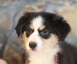 Australian Shepherd Puppy for Sale in WESTFIELD, Massachusetts USA