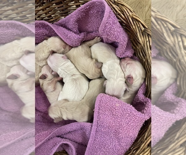 Medium Photo #9 Golden Retriever Puppy For Sale in MCKINNEY, TX, USA