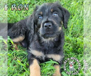Rottle Dogs for adoption in Omaha, NE, USA