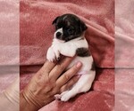Puppy Joe Chihuahua