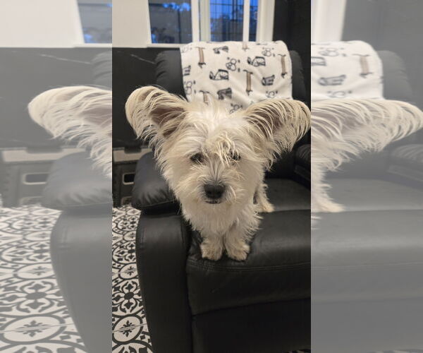 Medium Photo #3 Cairn Terrier-Unknown Mix Puppy For Sale in Milwaukie, OR, USA