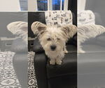 Small #2 Cairn Terrier Mix