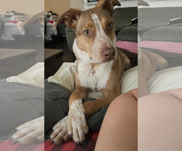 Medium Photo #2 Labrador Retriever-Red Heeler Mix Puppy For Sale in Rosenberg, TX, USA