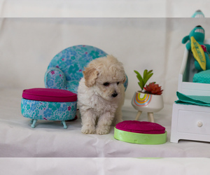 Poodle (Toy) Puppy for sale in DENVER, CO, USA