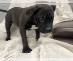 Small Photo #15 American Bully Puppy For Sale in REESEVILLE, WI, USA