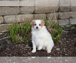 Small Photo #10 Pom-A-Poo Puppy For Sale in BREMEN, IN, USA