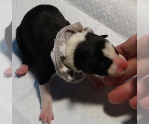 Border Collie Puppy for sale in DENNIS, MS, USA