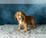 Puppy Cooper Cocker Spaniel
