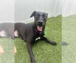 Small #3 Labrador Retriever Mix