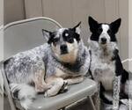 Small #18 Border Collie