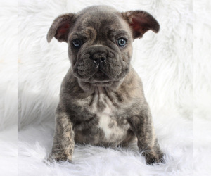Bulldog Puppy for sale in RYEGATE, MT, USA