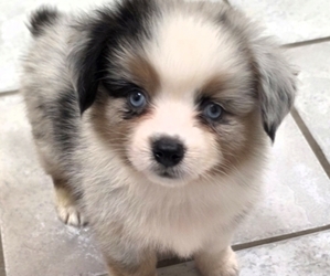 Medium Corgi-Aussie