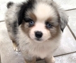 Puppy Puppy 1 Corgi-Aussie