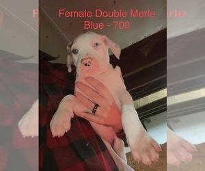 Great Dane Puppy for sale in MONCLOVA, OH, USA