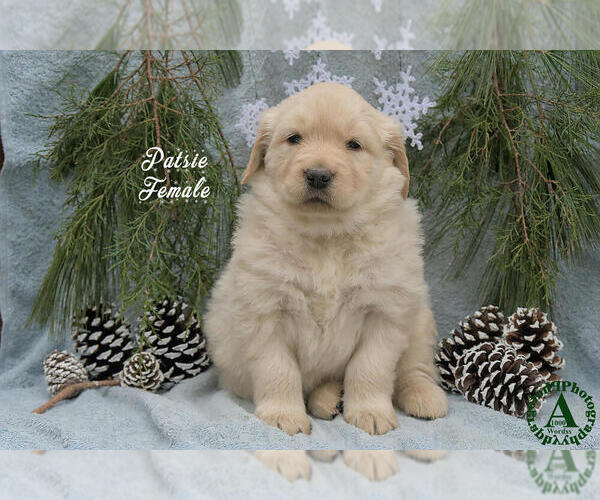 Medium Photo #1 Golden Retriever Puppy For Sale in HARRISONBURG, VA, USA