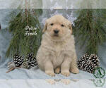 Puppy Patsie Golden Retriever