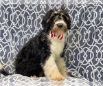 Small Photo #2 Miniature Bernedoodle Puppy For Sale in LAKELAND, FL, USA